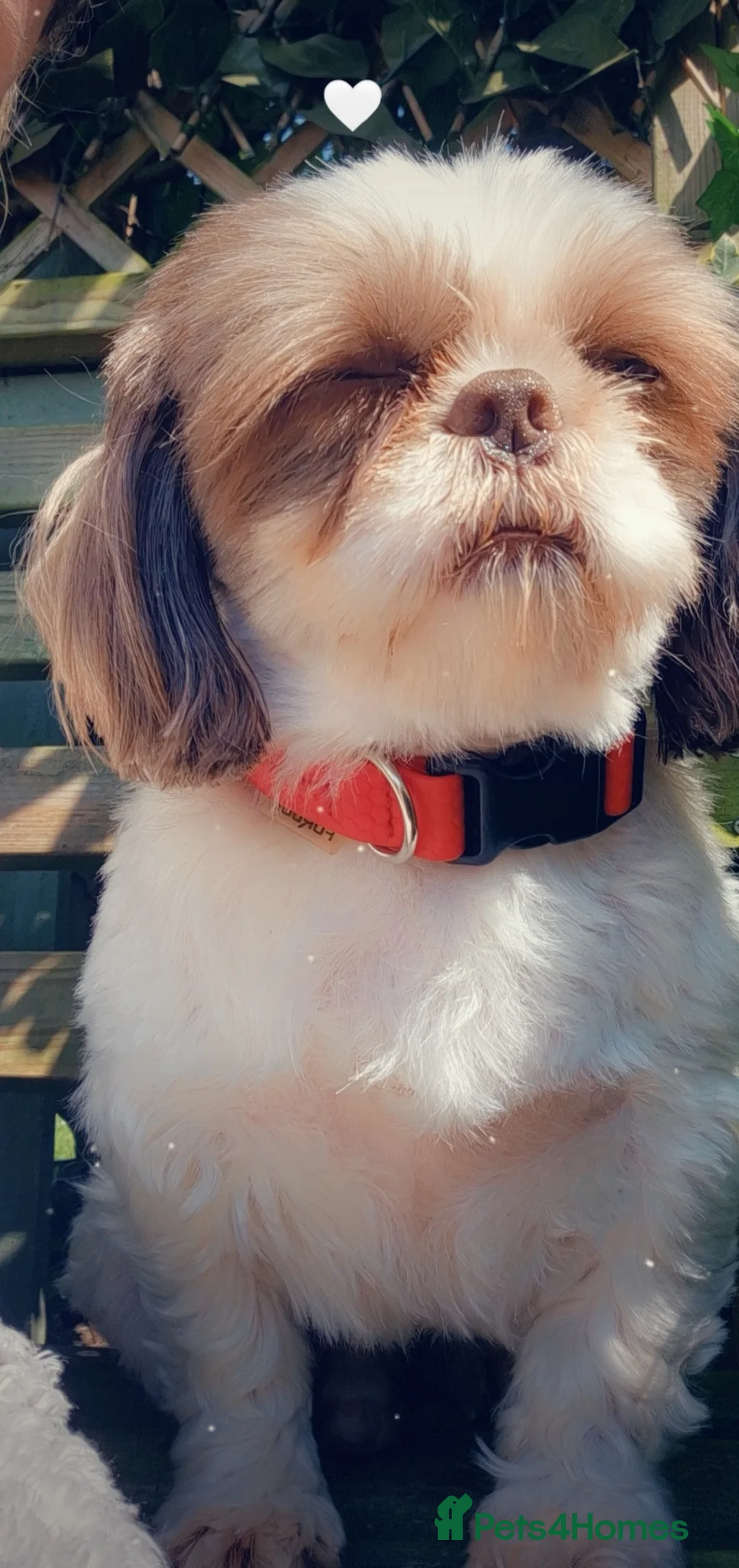 Shih Tzu dogs for sale: Peanut needs a good home - Advert 11