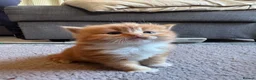 Ragdoll cats for sale: Flame point Ragdoll Mix - Advert 9