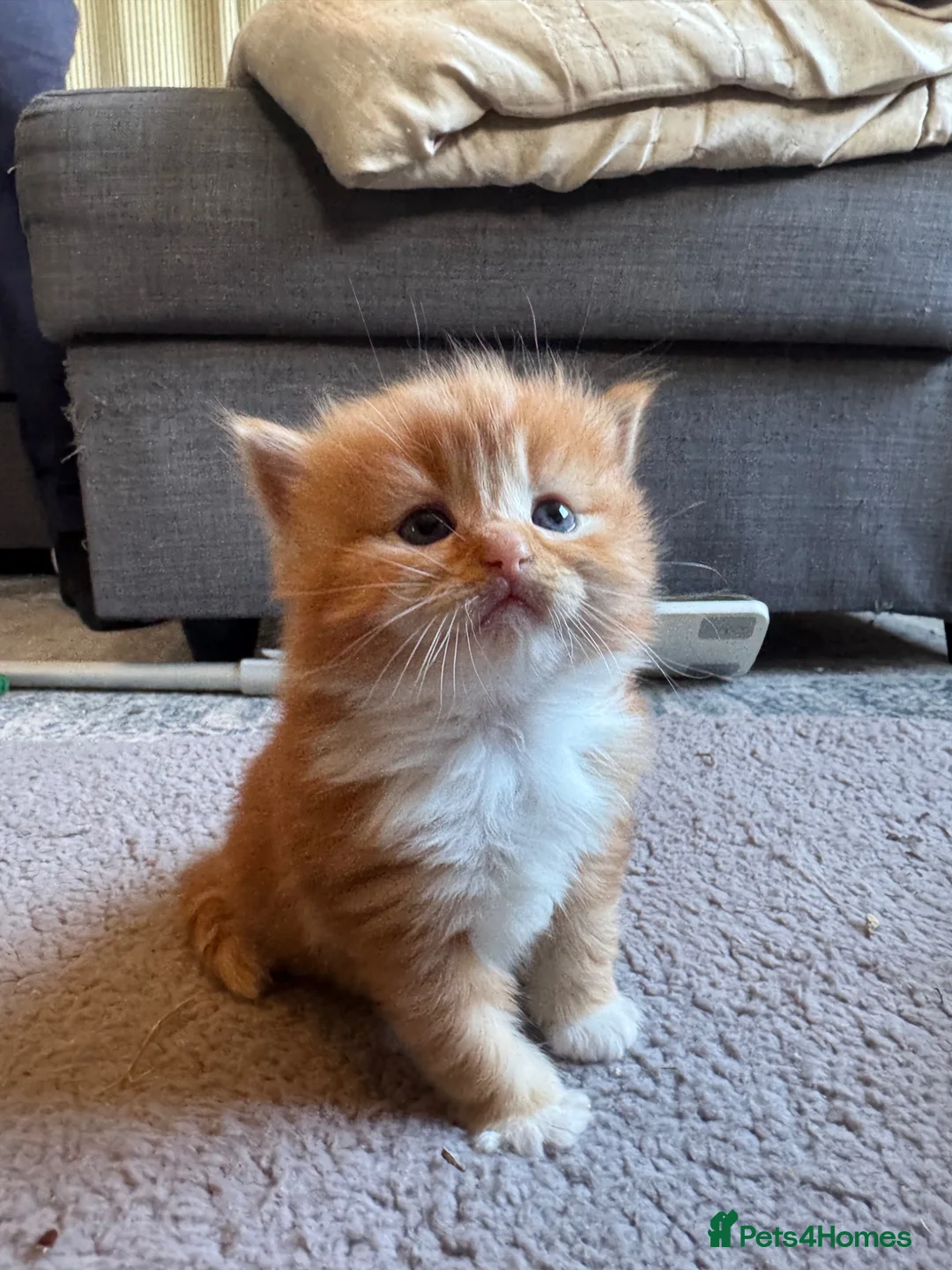 Ragdoll cats for sale: Flame point Ragdoll Mix - Advert 9