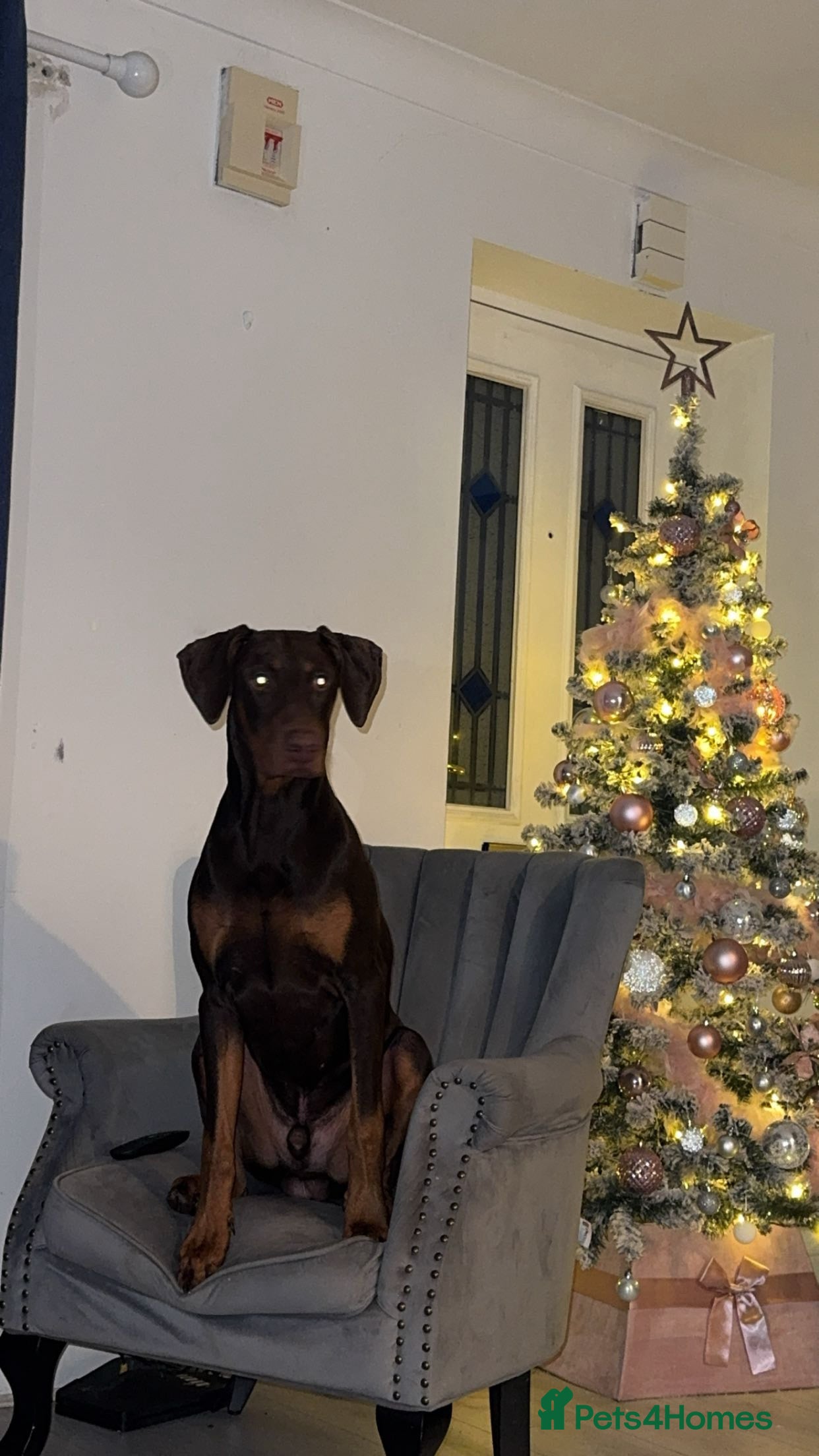 Dobermann dogs Doberman proven stud  - Advert 1