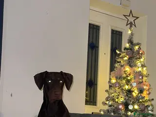 Dobermann dogs Doberman proven stud - Advert 2