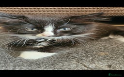 Mixed Breed cats for sale: Beautiful long haired mixed breed kittens  - Image 3