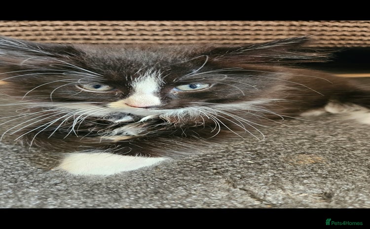 Mixed Breed cats - Advert 15