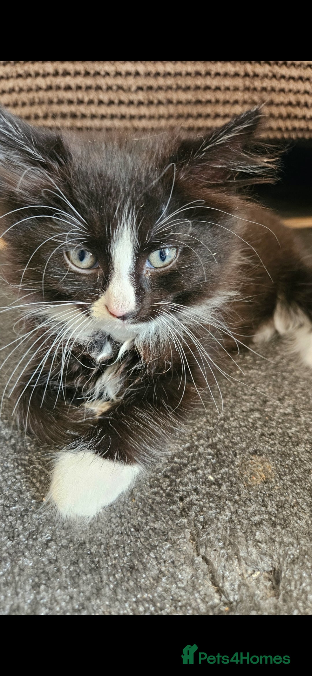 Mixed Breed cats for sale: Beautiful long haired mixed breed kittens  - Image 3