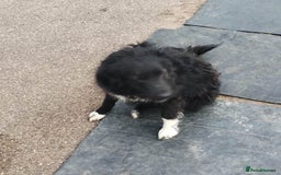 Mixed Breed dogs for adoption: Daisy, a Beautiful Soul - for a Loving Home in Nottingham - Image 25