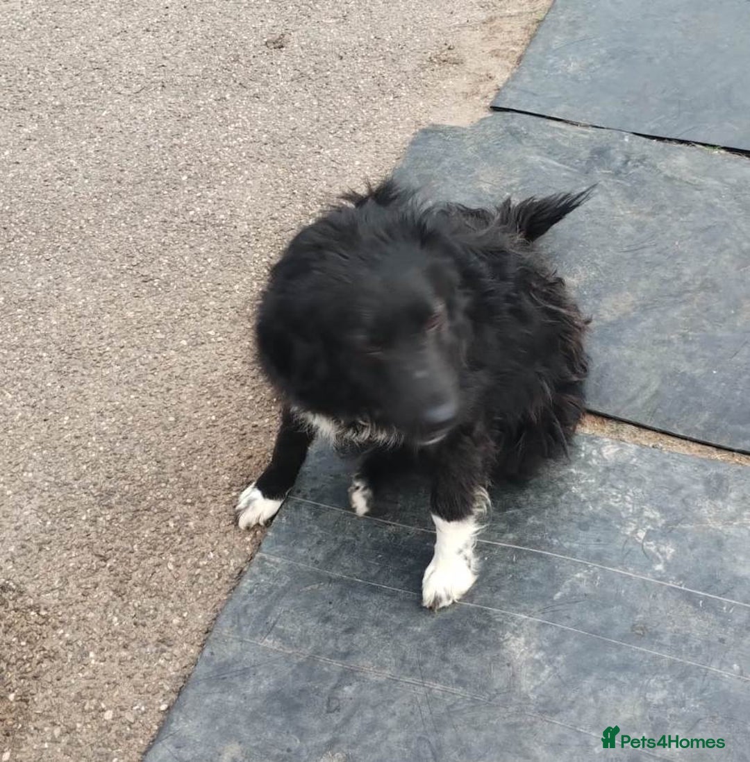 Mixed Breed dogs for adoption: Daisy, a Beautiful Soul - for a Loving Home in Nottingham - Image 25