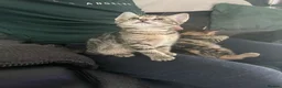 Mixed Breed cats for sale: Ready for my forever hime - Advert 4