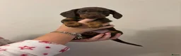Miniature Dachshund dogs for sale: Beautiful Miniature Dachshund - Advert 6