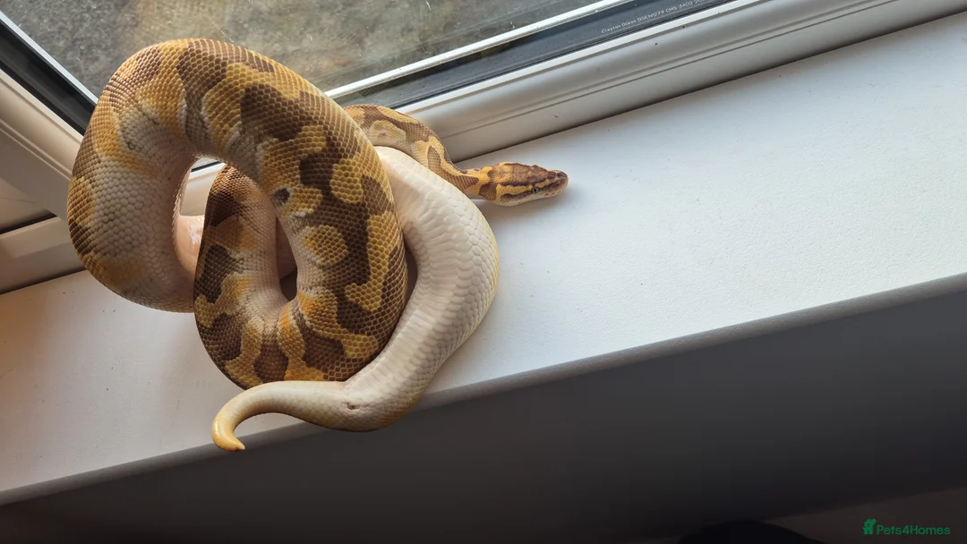 Python Snake reptiles for sale: Royal / Ball Pythons For Sale - Advert 3