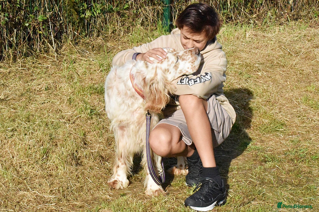 English Setter dogs for adoption: Curro in Preston - Image 4