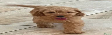 Cockapoo 4
