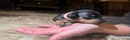 Miniature Pinscher dogs for sale: Miniature pinscher pups - Advert 33