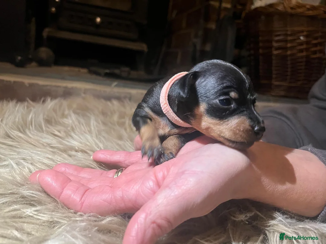 Miniature Pinscher dogs for sale: Miniature pinscher pups - Advert 30