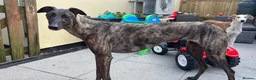 Mixed Breed dogs for sale: Deerhound x greyhound bitch  - Advert 4