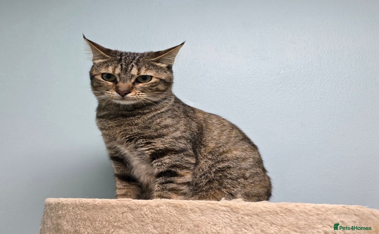 Mixed Breed cats - Advert 7