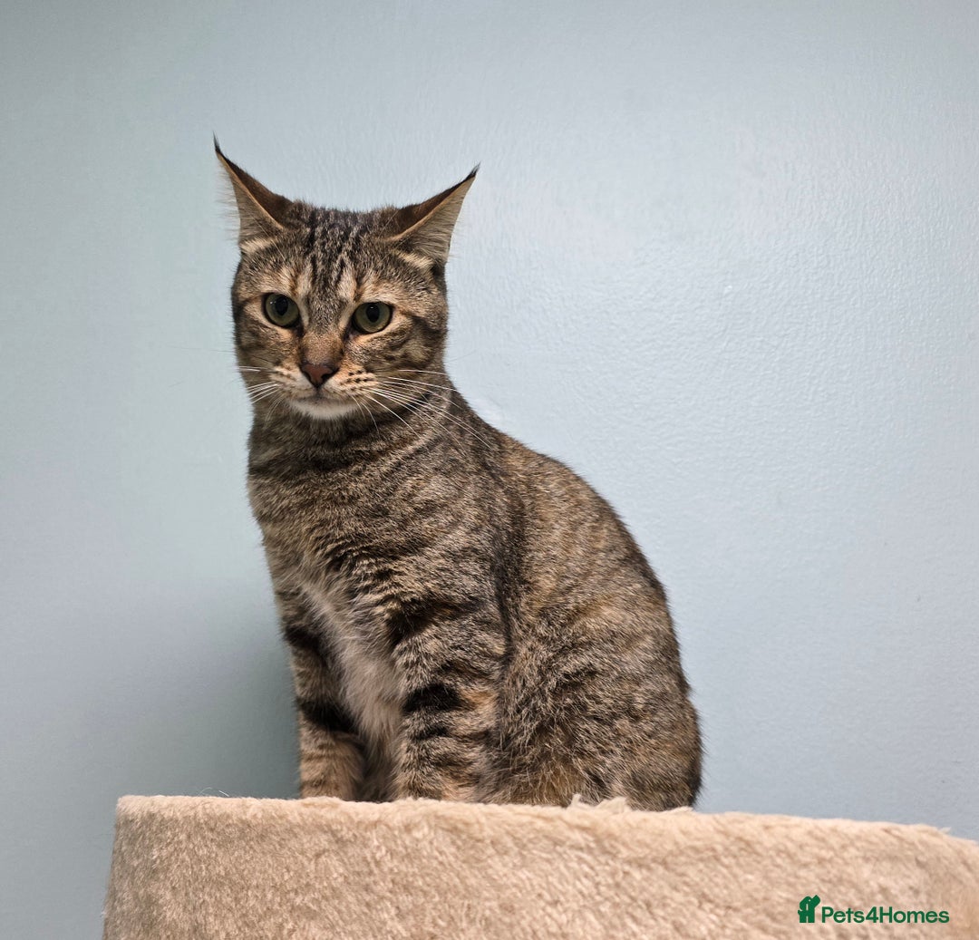 Mixed Breed cats for adoption: [Indoors Only] Lovely & affectionate Cuddlebugs - Image 28
