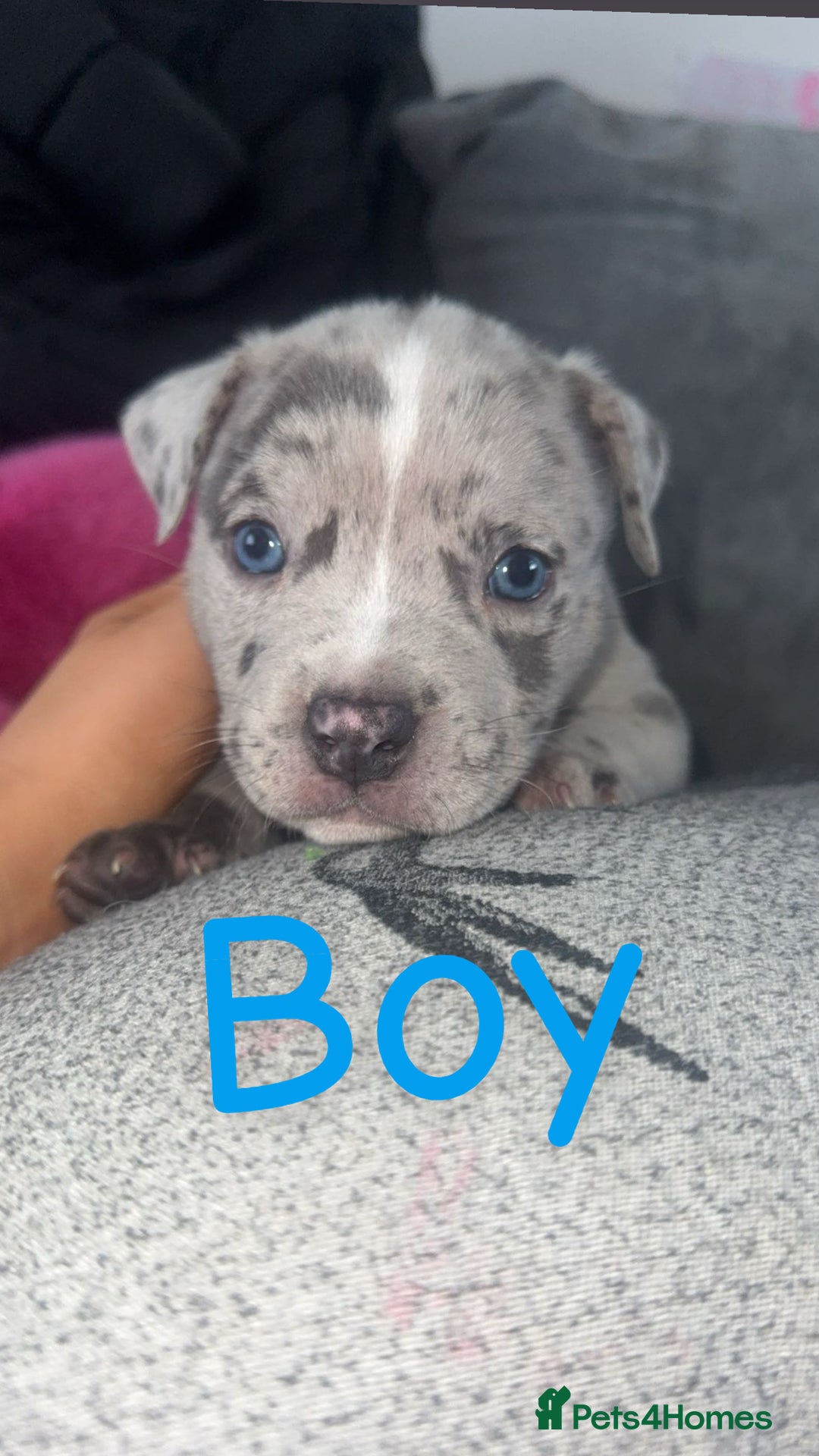 Mixed Breed dogs for sale: Pocket bully’s x staff pups  - Image 13
