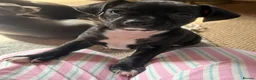 Mixed Breed dogs for sale: 13 weeks old French bulldog/cocker spaniels ❌ - Advert 28