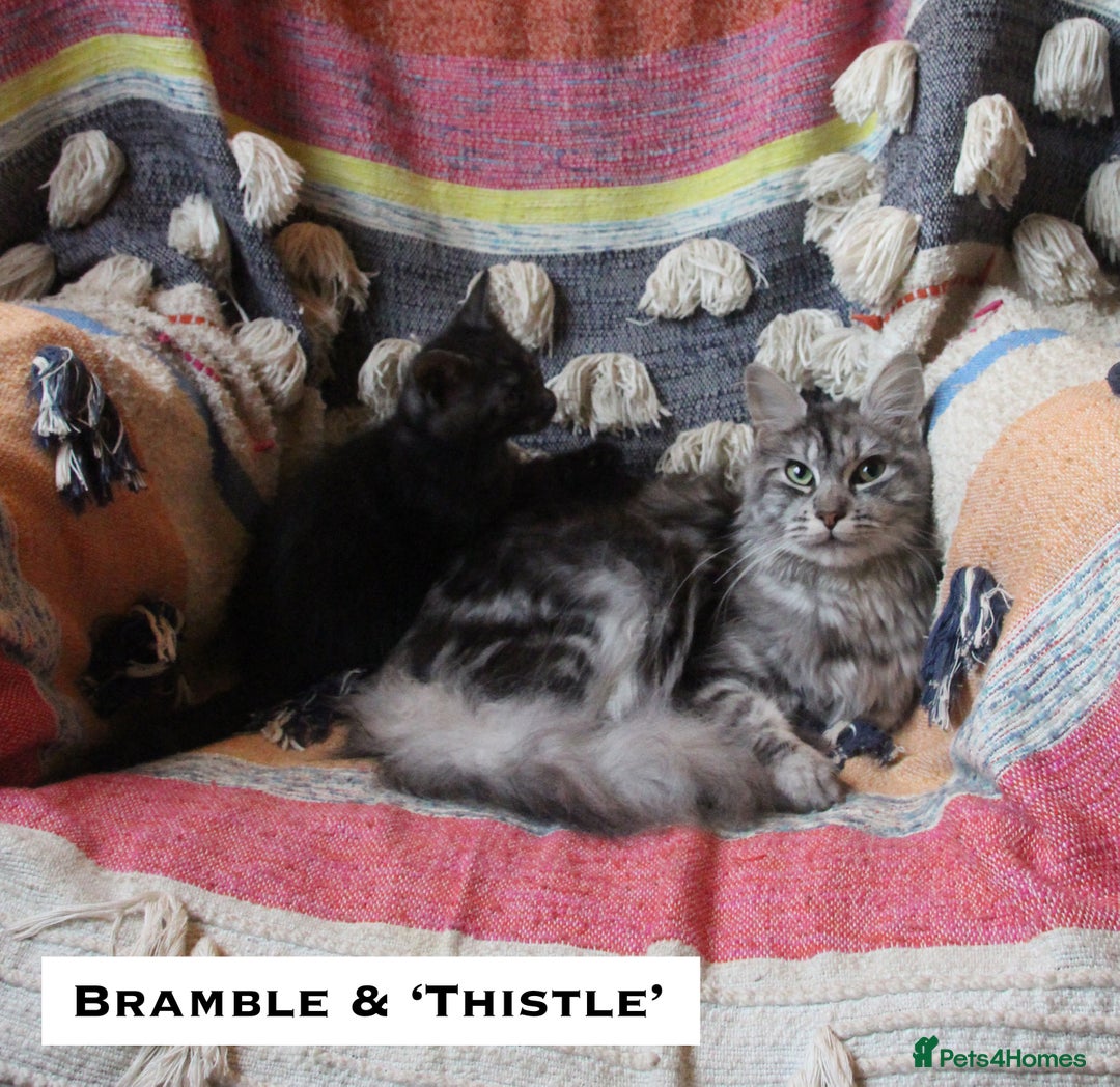 Mixed Breed cats for sale: Maine Coon Cross Kittens – Home Raised, Ready Jan - Advert 15