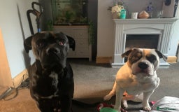 American Bulldog dogs for sale: Female (spayed) American bulldog  - Image 8