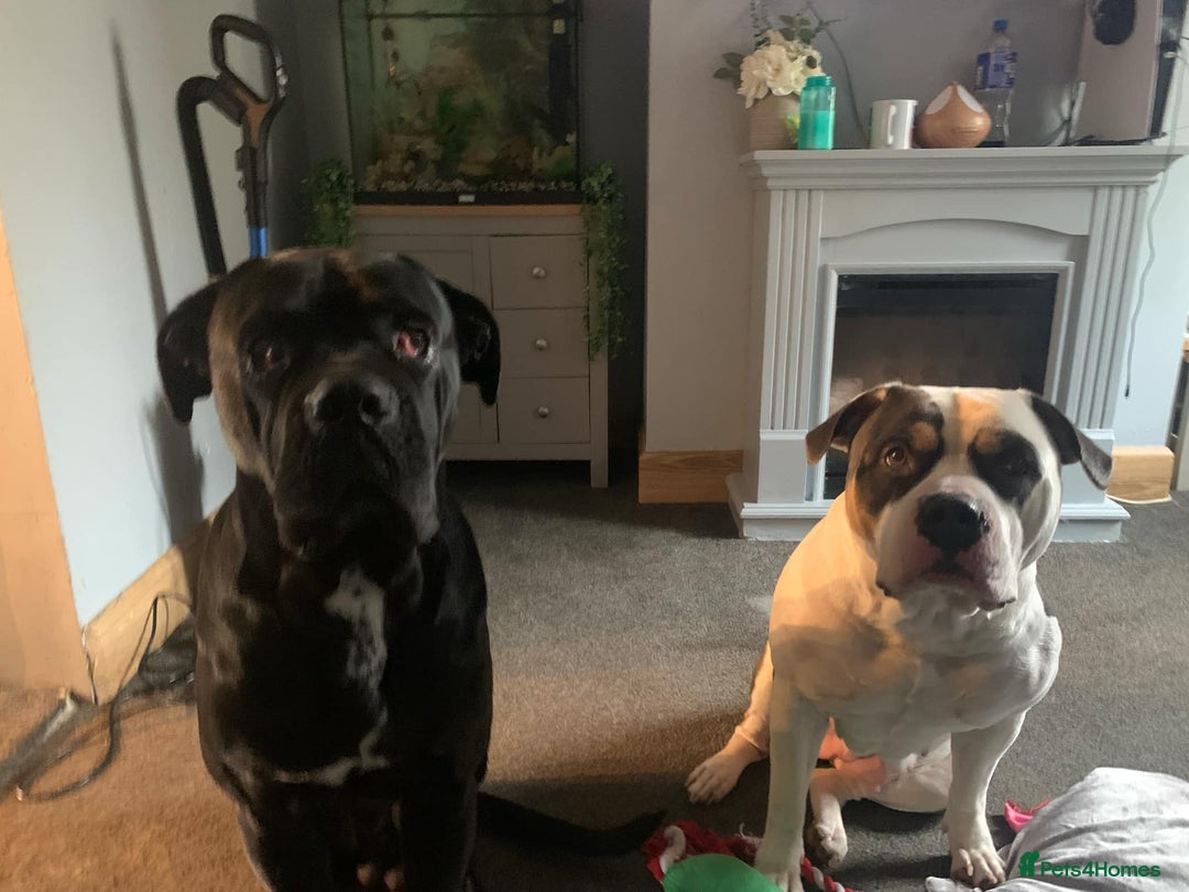 American Bulldog dogs for sale: Female (spayed) American bulldog  - Image 8