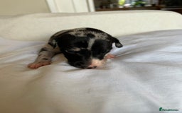 Whippet dogs for sale: Whippet/bedlington + whippet/collie - Image 5