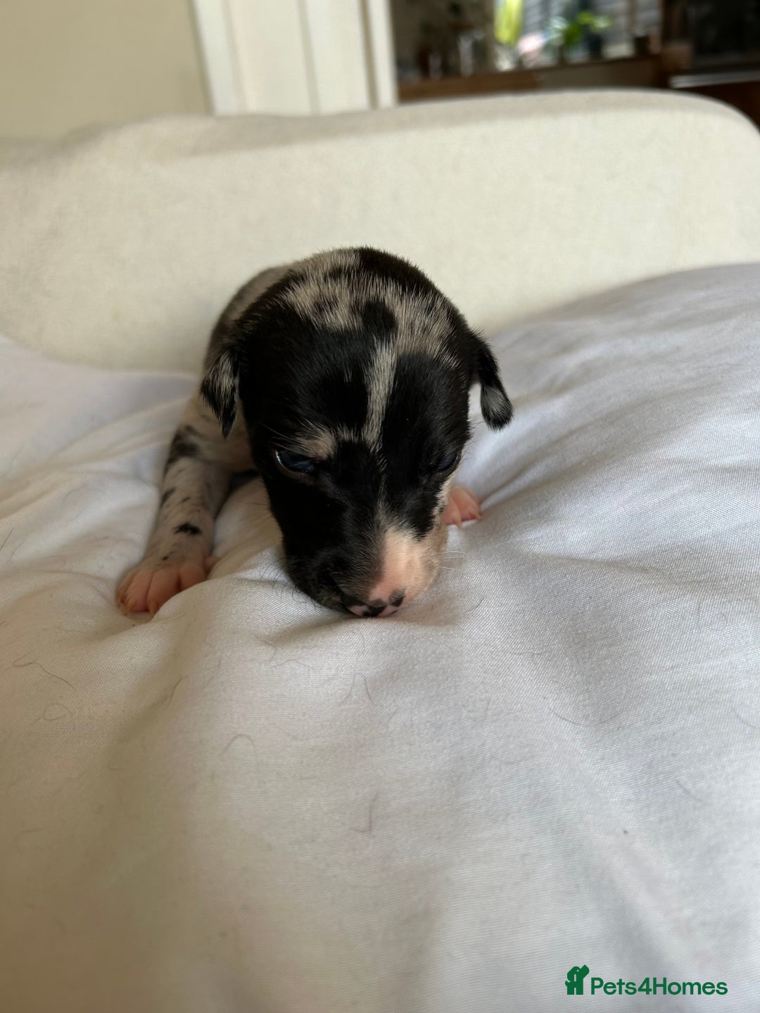 Whippet dogs for sale: Whippet/bedlington + whippet/collie - Image 5