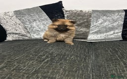 Pomeranian dogs for sale: BEAUTIFUL POMERANIAN GIRL  - Advert 4