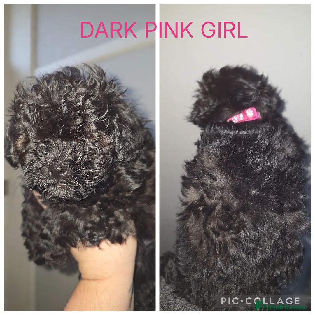 Shorkie dogs for sale: Beautiful shorkie puppies - Advert 4