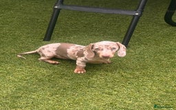 Miniature Dachshund dogs for sale: Miniature Dachshund (Bitch) - Image 5