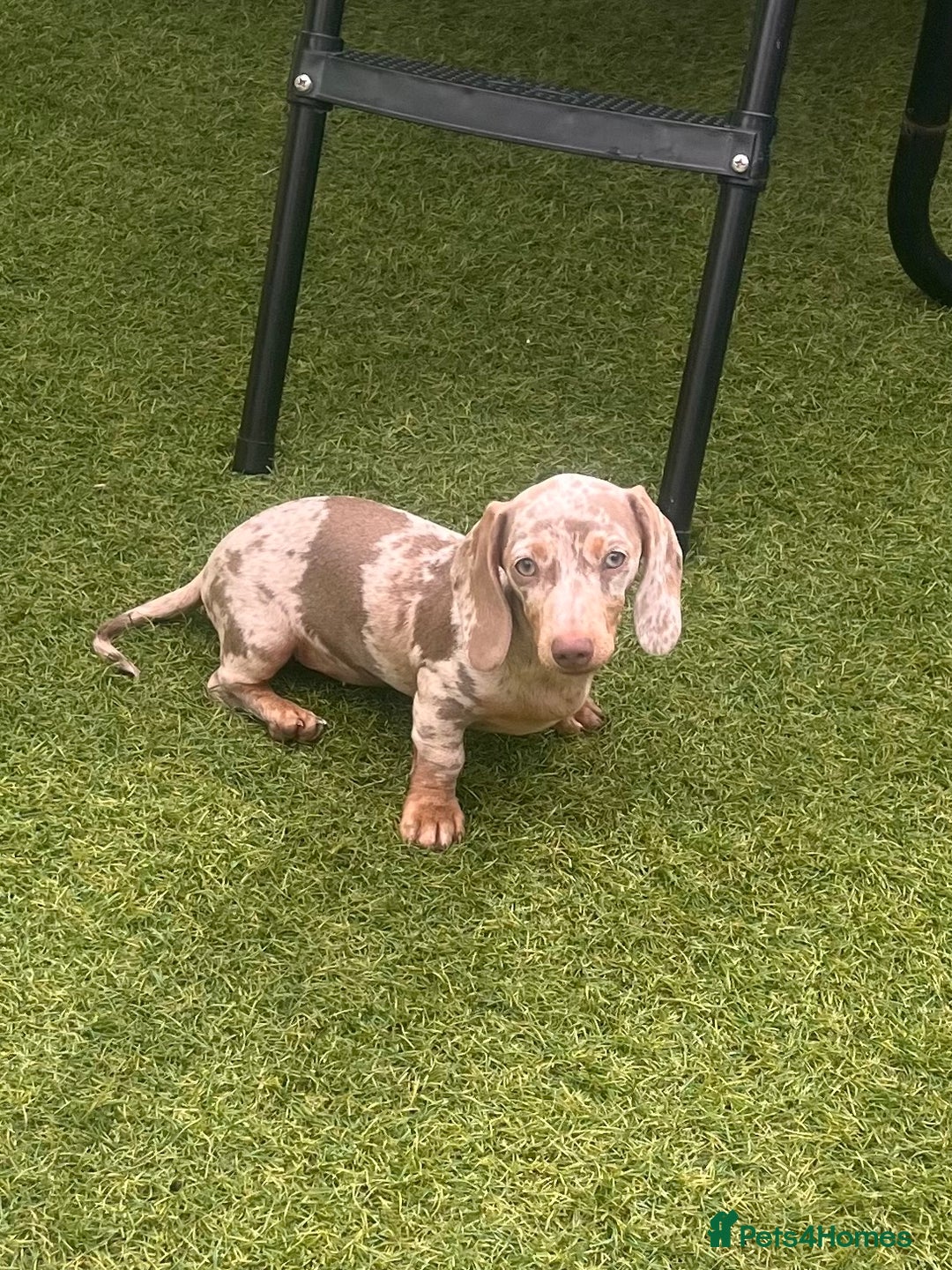 Miniature Dachshund dogs for sale: Miniature Dachshund (Bitch) - Image 5
