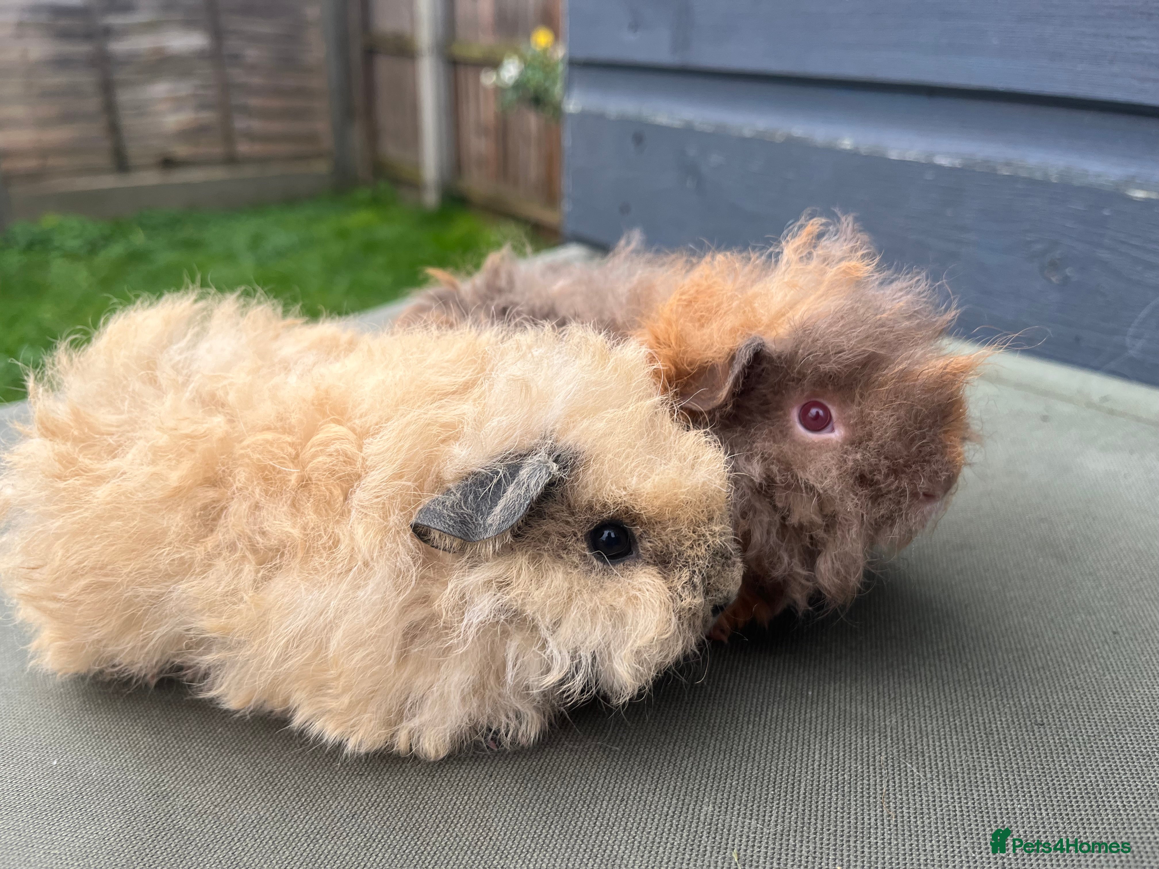 Guinea Pig rodents 3 FLUFFY ALPACA GIRLS AVAILABLE 🩷 - Advert 20