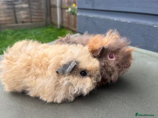 Guinea Pig rodents 3 FLUFFY ALPACA GIRLS AVAILABLE 🩷 - Advert 14