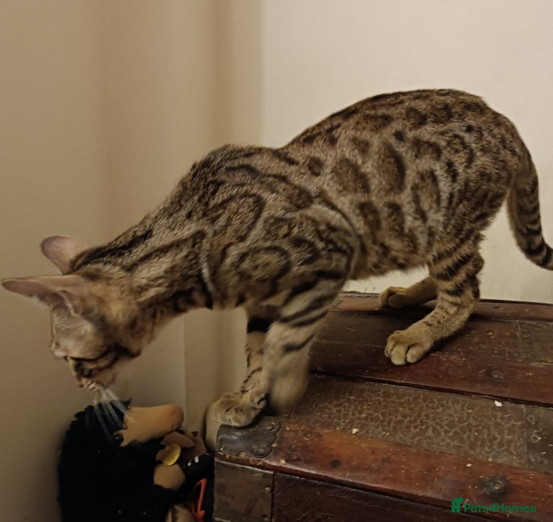 Bengal cats for sale: Bedazzled Early Generation Bengal kittens  - Image 5