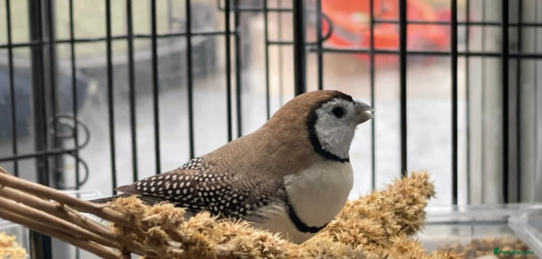 Finches birds for sale: Finches Bird/ Owl finches - Advert 2