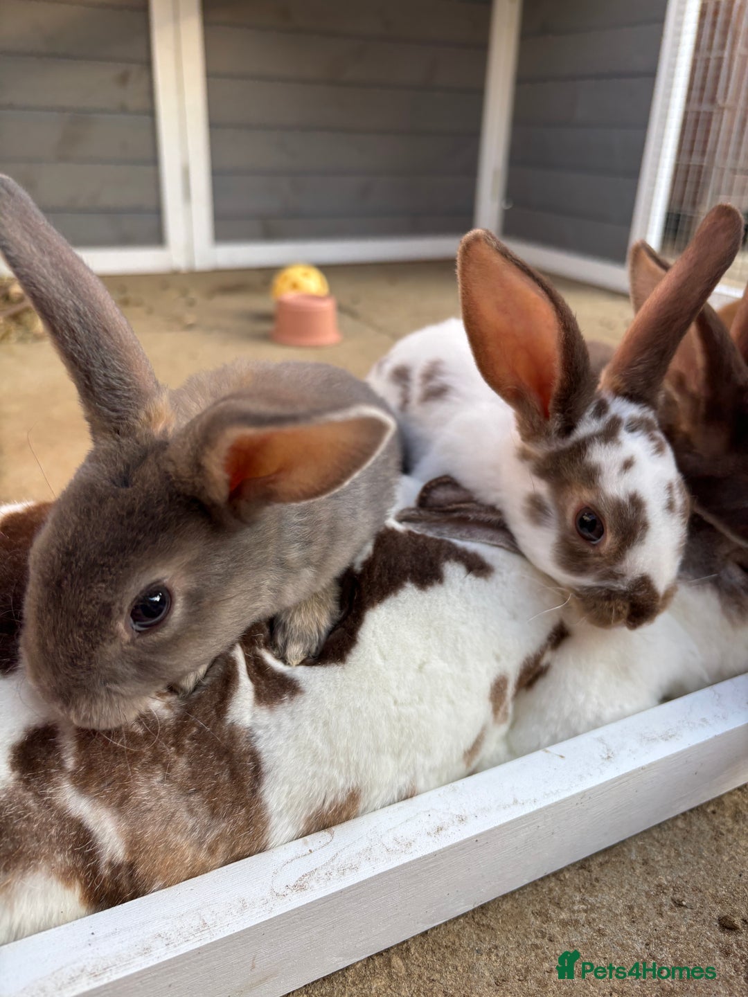 Rex rabbits for sale: *only 3 left* Mini rex x READY WEDNESDAY! 🐰  in Alfreton - Image 8