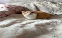 British Shorthair cats for sale: Quality British Shorthair kittens  - Image 13