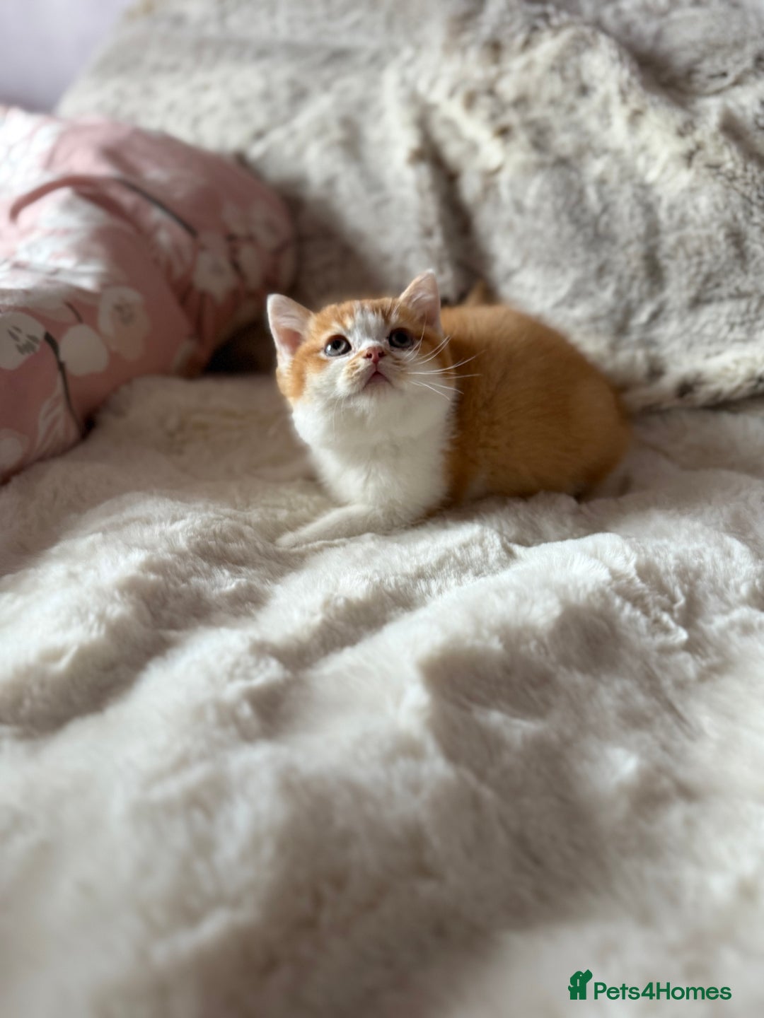 British Shorthair cats for sale: Quality British Shorthair kittens  - Image 13