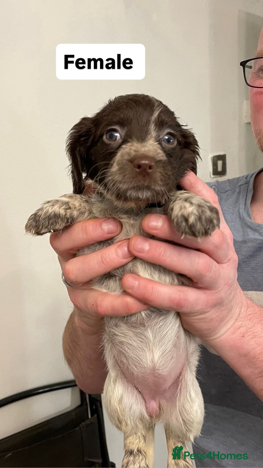 Sprocker dogs for sale: Sproker Spaniels For Sale - Advert 4