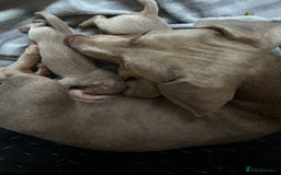 Miniature Dachshund dogs for sale: 🐾 Miniature Dachshund Puppies Isabella & Tan Boys - Image 9