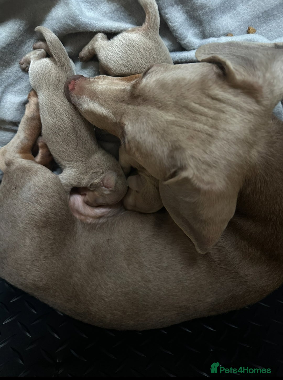 Miniature Dachshund dogs for sale: 🐾 Miniature Dachshund Puppies Isabella & Tan Boys - Image 9