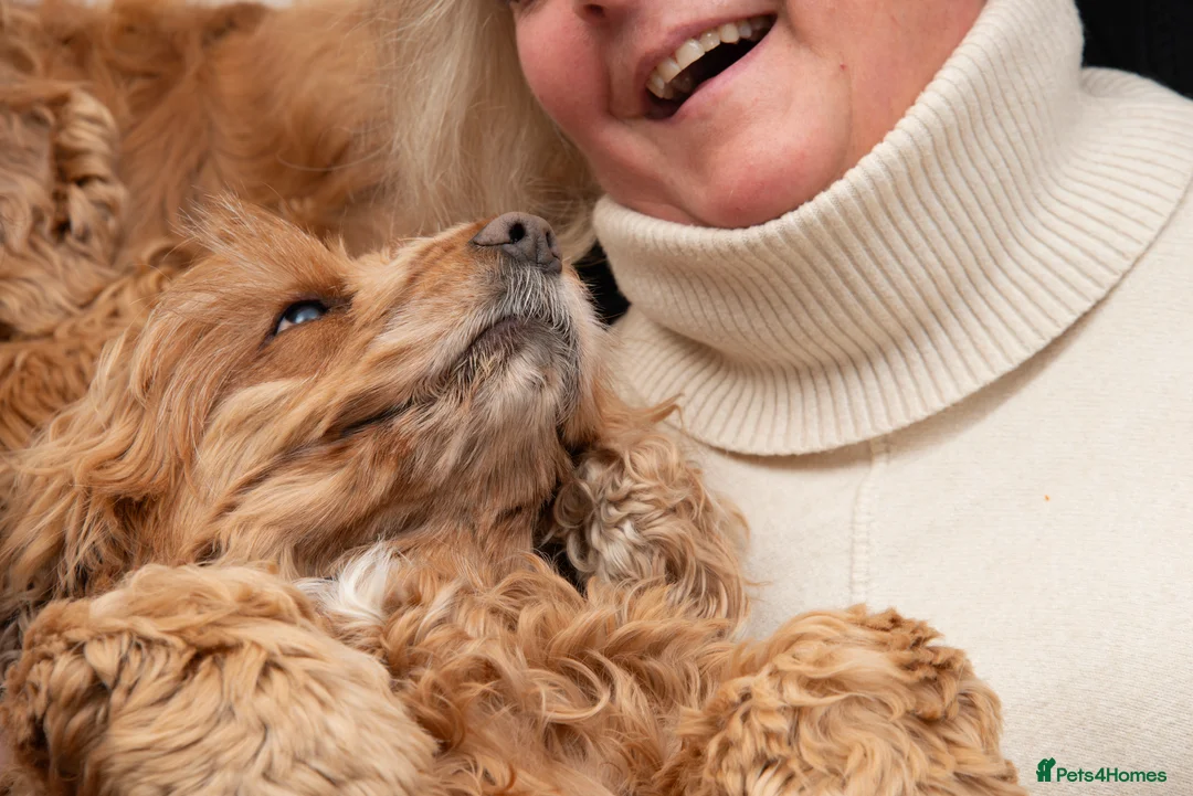 Cockapoo dogs for sale: Exceptional F1 Apricot / Red Cockapoo Puppies  - Advert 5