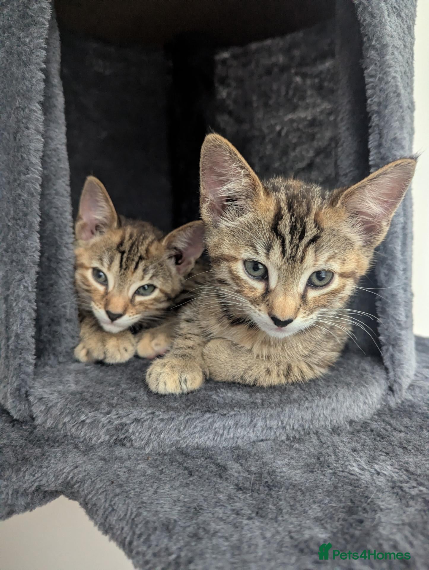 Bengal cats 😻😻 Beautiful Bengal Cross Kittens For Sale 😻😻 - Advert 13