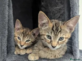 Bengal cats 😻😻 Beautiful Bengal Cross Kittens For Sale 😻😻 - Advert 13