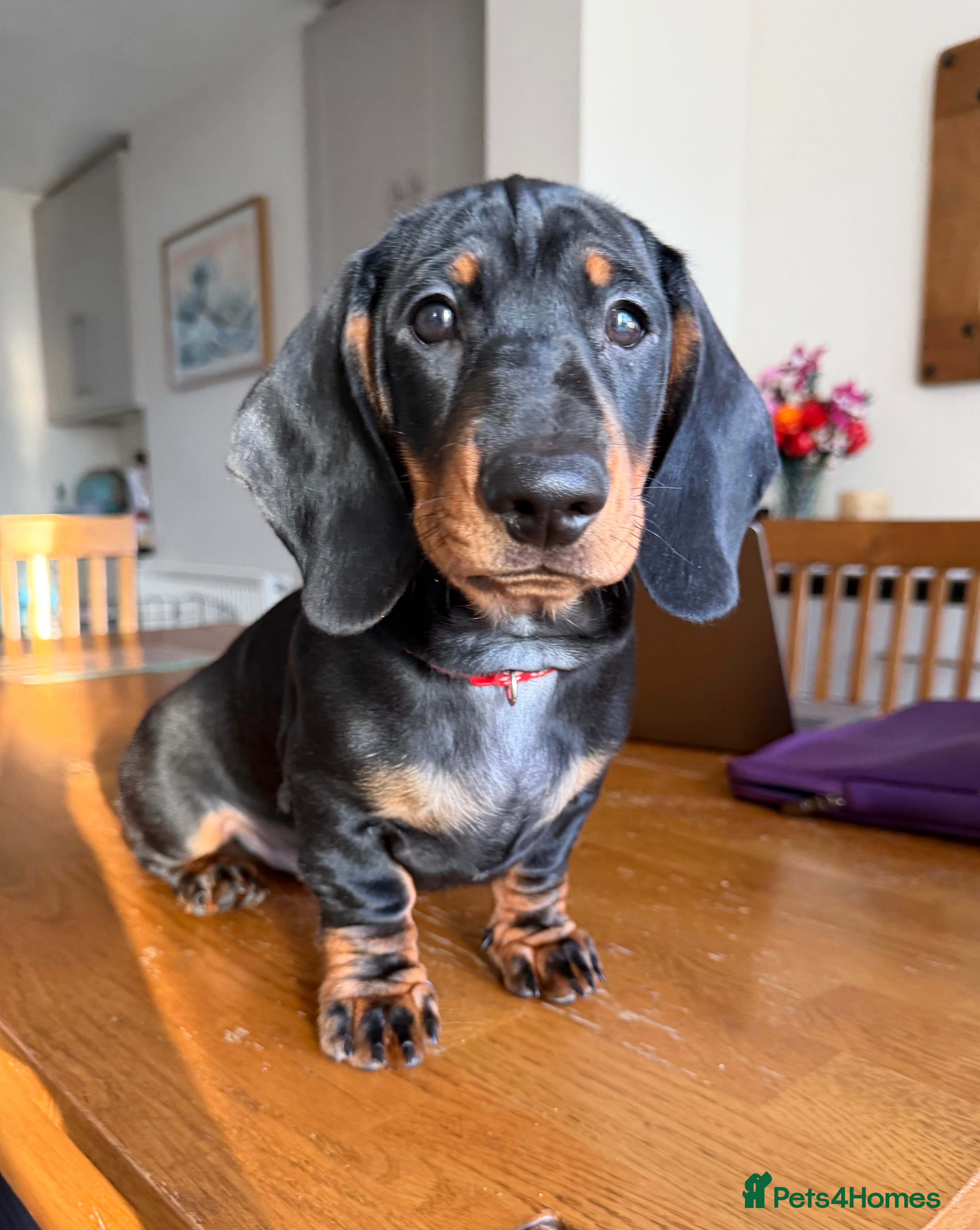 Dachshund dogs Dachshund Puppies ready to go, KC Registered Lines - Advert 1