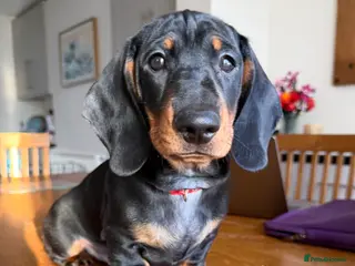 Dachshund dogs Dachshund Puppies ready to go, KC Registered Lines - Advert 1