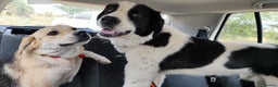 Mixed Breed dogs for adoption: Clara, 1.5 yrs approx. Available for adoption. - Advert 11