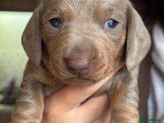 Miniature Dachshund dogs Mini dachshund puppies - Advert 1