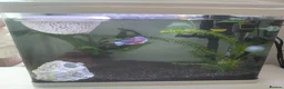 Bettas fish for sale: Betta fish bubbles in London - Advert 2