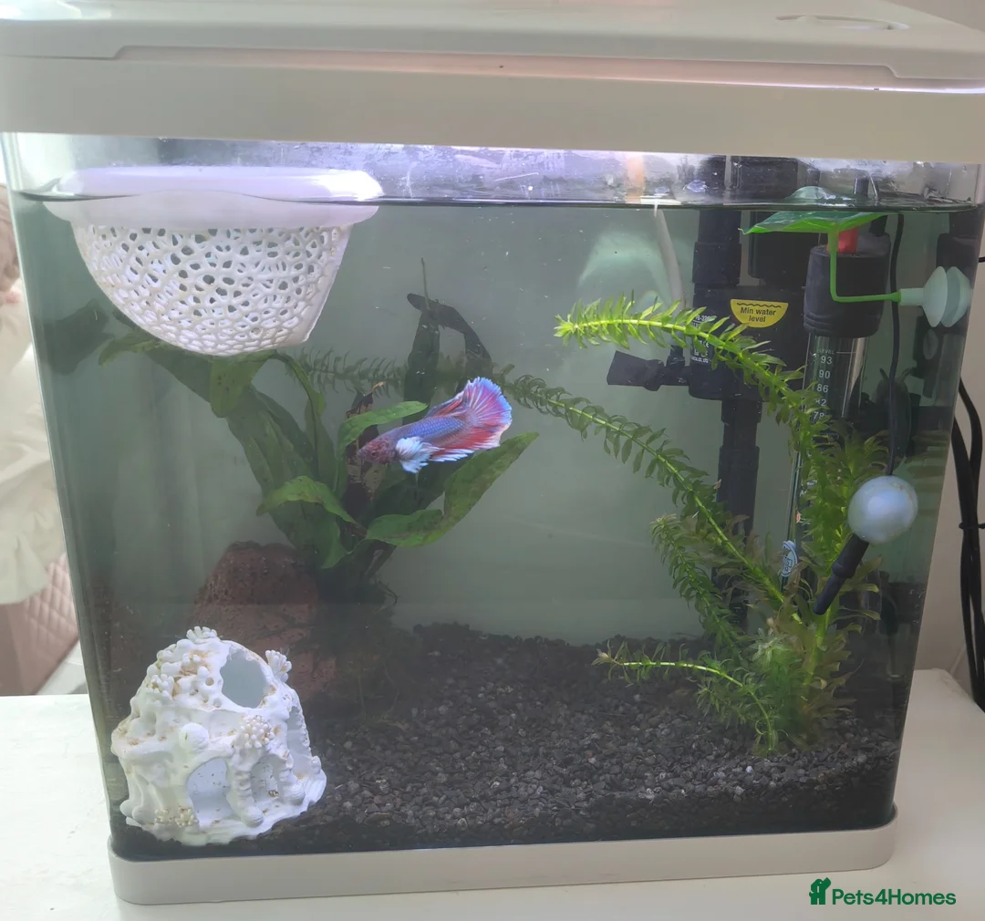 Bettas fish for sale: Betta fish bubbles in London - Advert 2